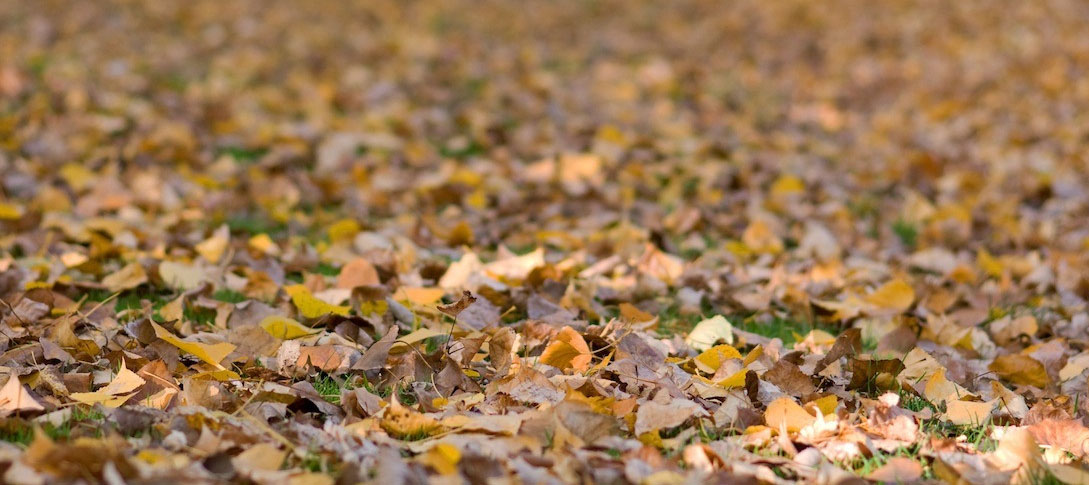 FTD und FR: Im Herbst fallen die Blätter Herbstlaub
